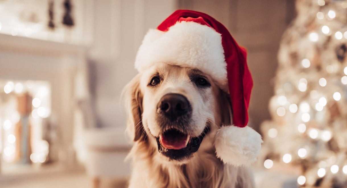 10 Christmas safety tips for your pets