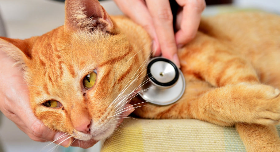 Intestinal Worms Can Infect Both Dogs and Cats