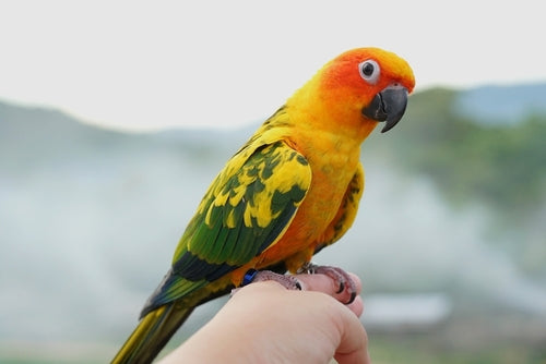 The Basics of Hand Taming Birds