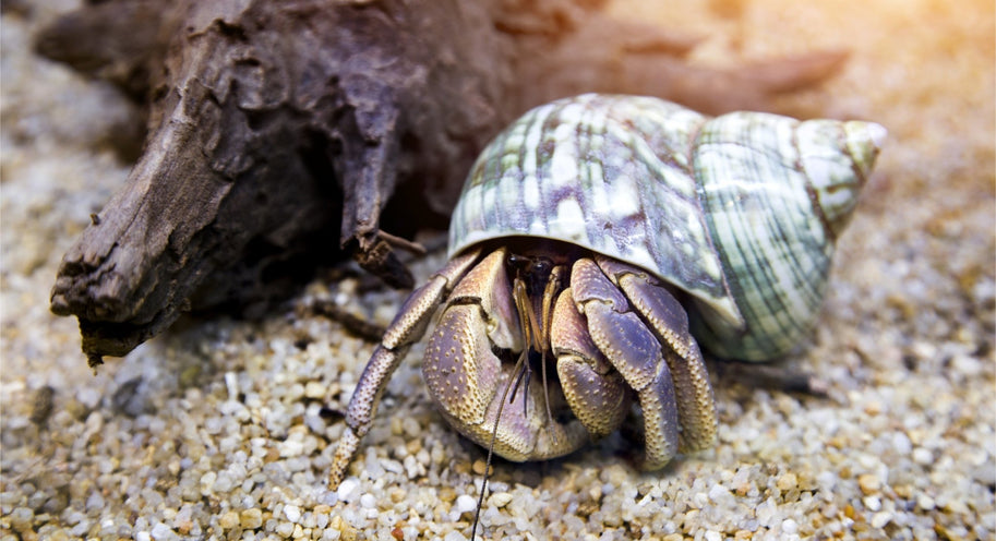 Land Hermit Crabs: An Exotic Pet for Beginners