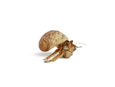 Undercover Spare Hermit Crab Shellz - Just For Pets Australia