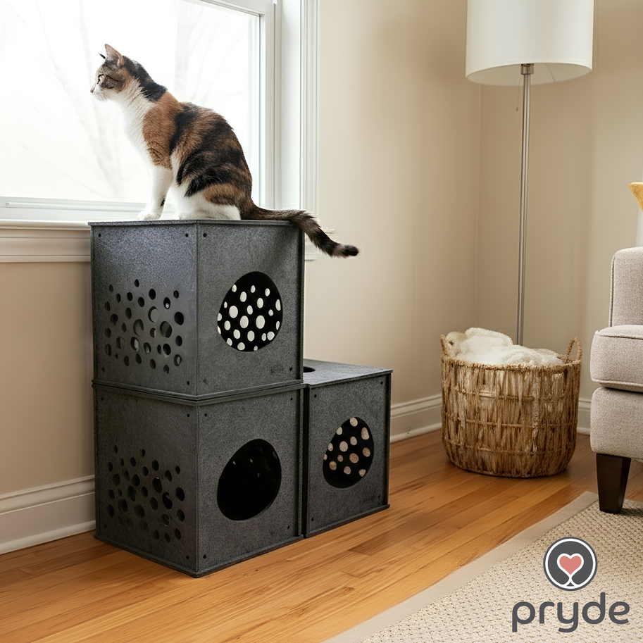 Indoor Enrichment for Cats During Winter