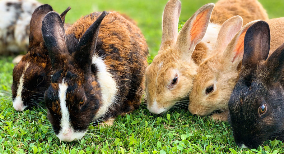 Rabbit & Guinea Pig Nutrition