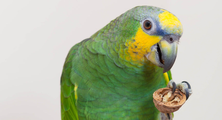 Are you meeting the nutritional requirements of your pet bird?