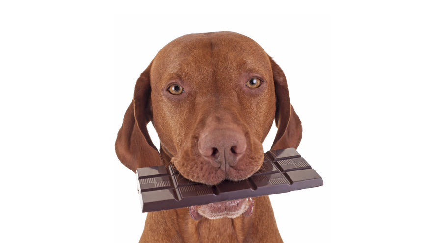 Pets and Chocolate Toxicity