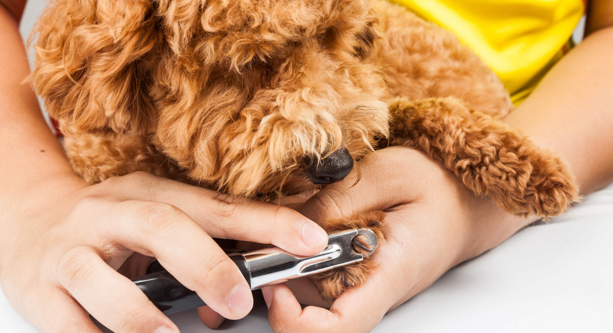 A Guide To Trimming Your Dogs Nails Safely