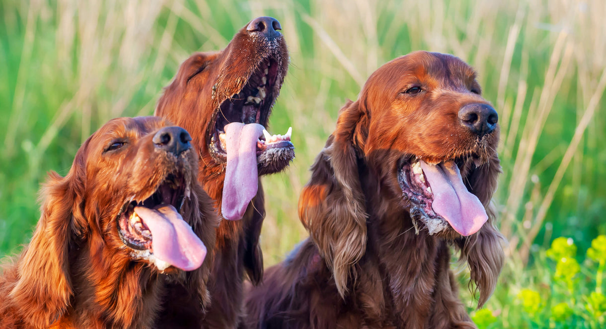 So, Why Do Dogs Pant?
