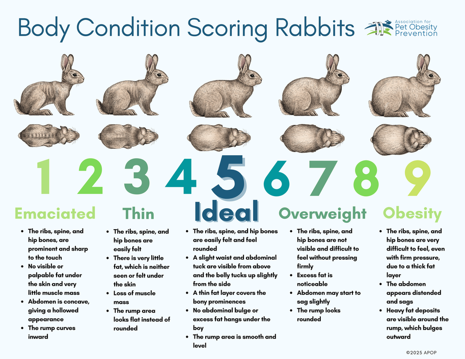 How to tell the body condition of your Rabbit – Just For Pets Australia
