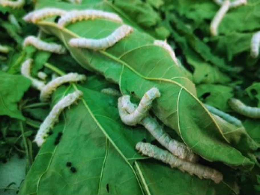Silkworms - The Domestic Silk Moth