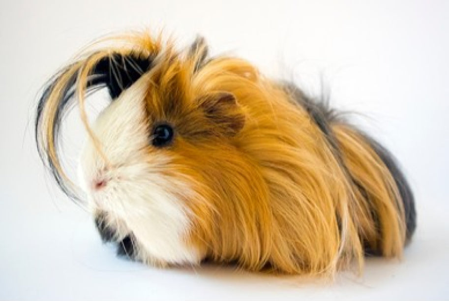 What’s Going on in the Gut of a Cavy? | Just For Pets – Just For Pets ...