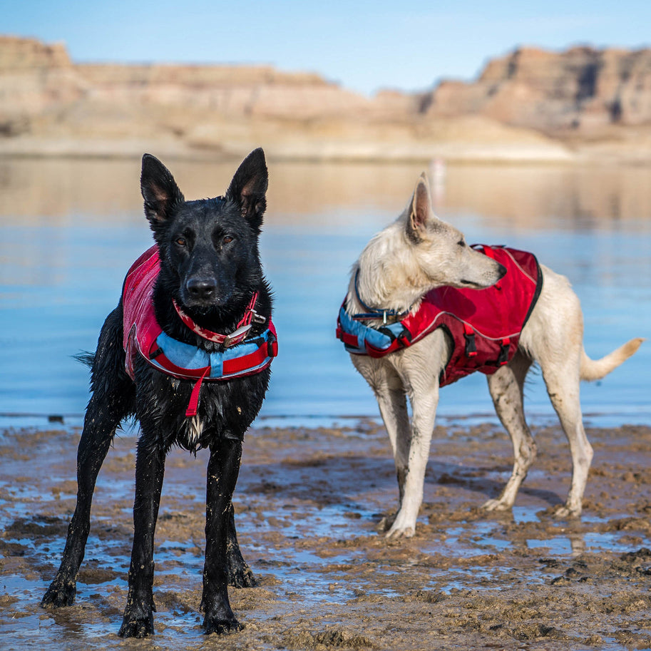 The Summer Survival Guide for Dogs