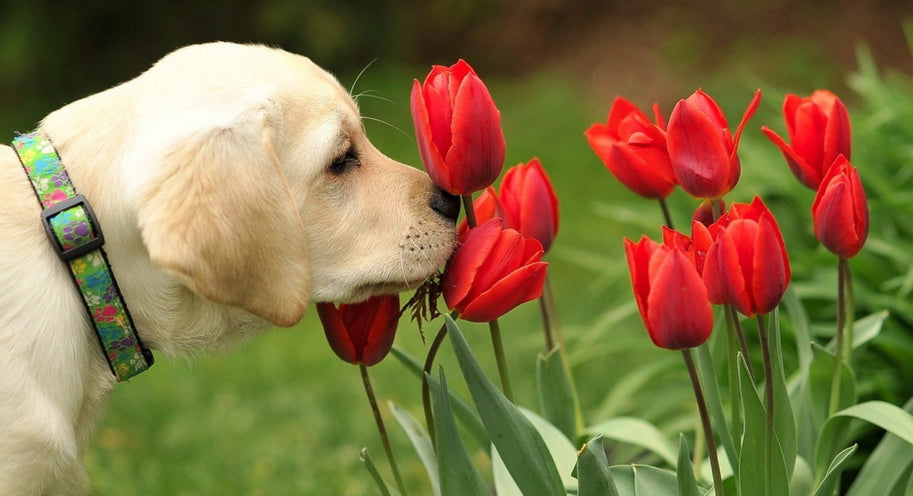 Allergies and your pet