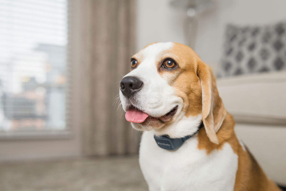 PetSafe® Audible Bark Collar Offers Unique Pet Training Solution