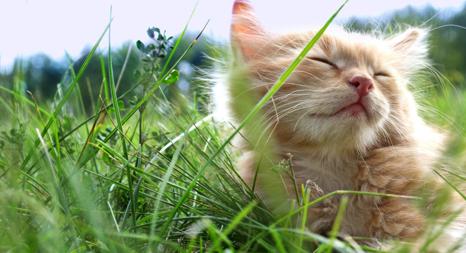 Is Your Cat Catnip Crazy?