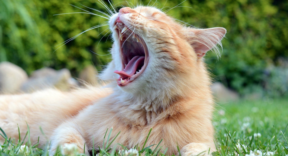 Your pet looks to you for dental care