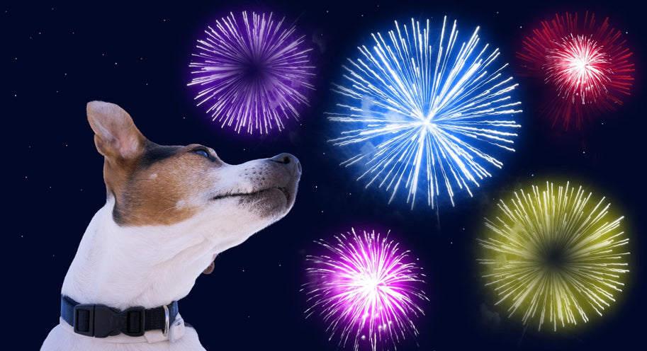 Fireworks and your dog