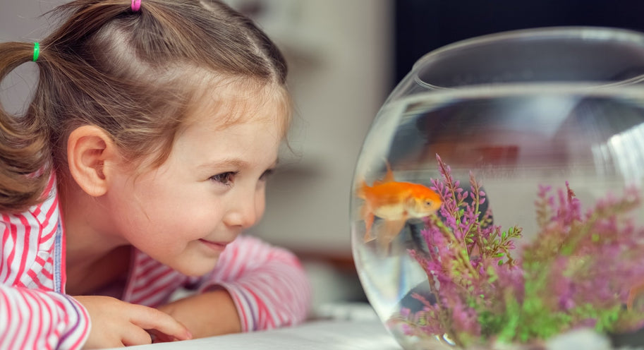 Fish Make a Great First Pet!