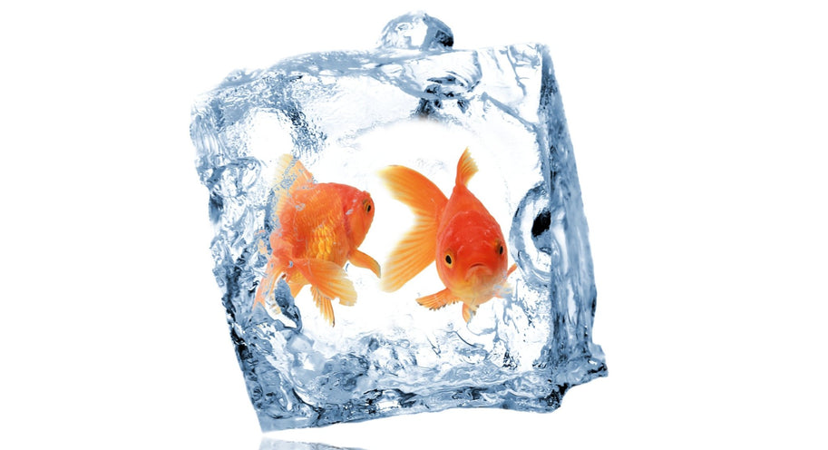 Keeping your fish in good health over Winter