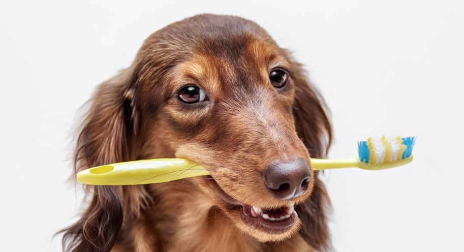 How does your pet’s dental routine measure up?