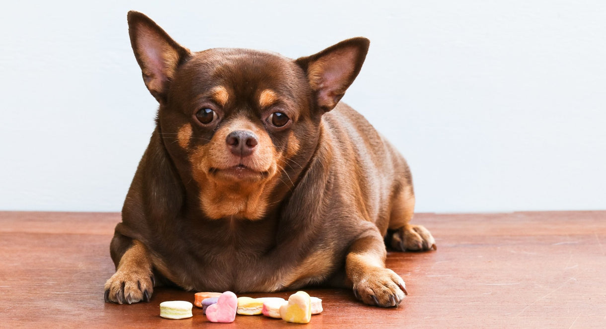 Is your pet on the podgy side?