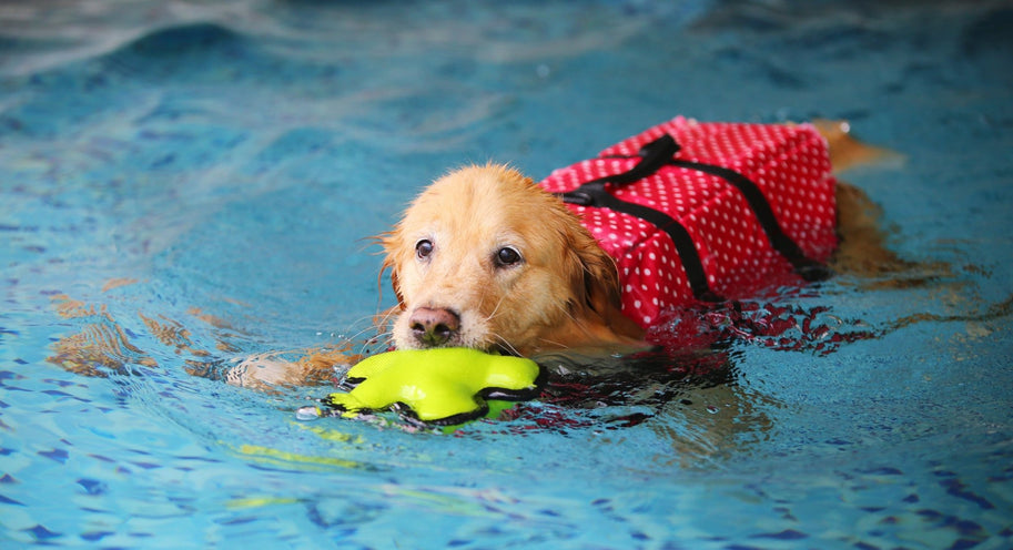Can your pooch swim?