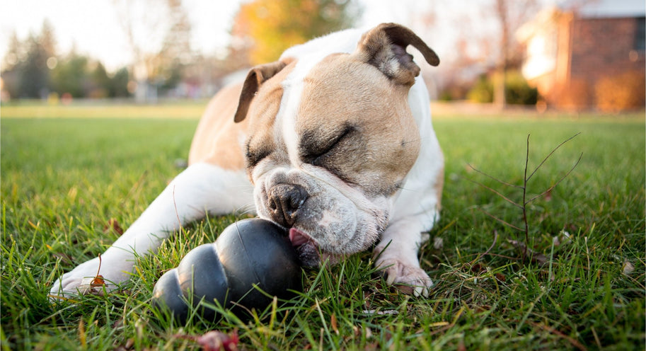 How to select quality toys for your pet