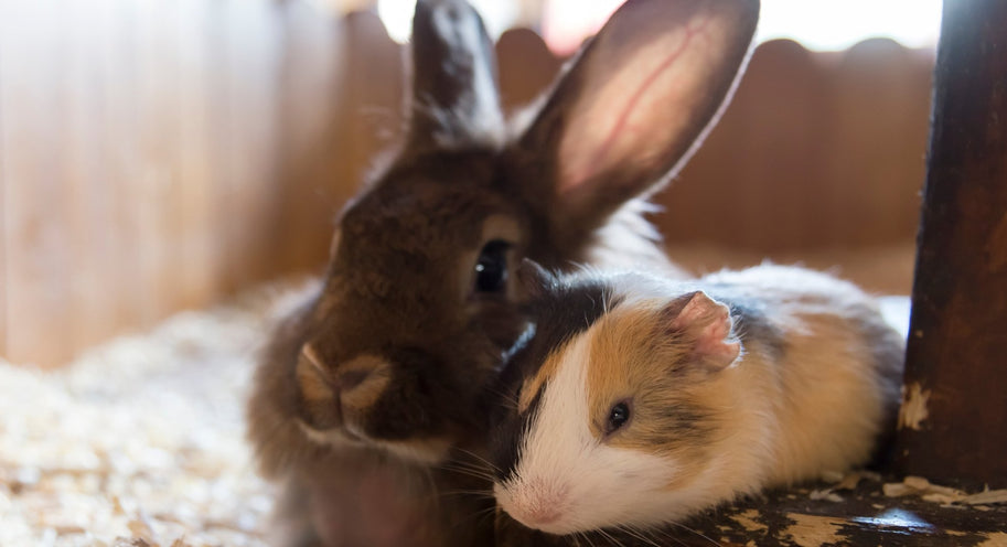 Rabbits and Guinea Pigs