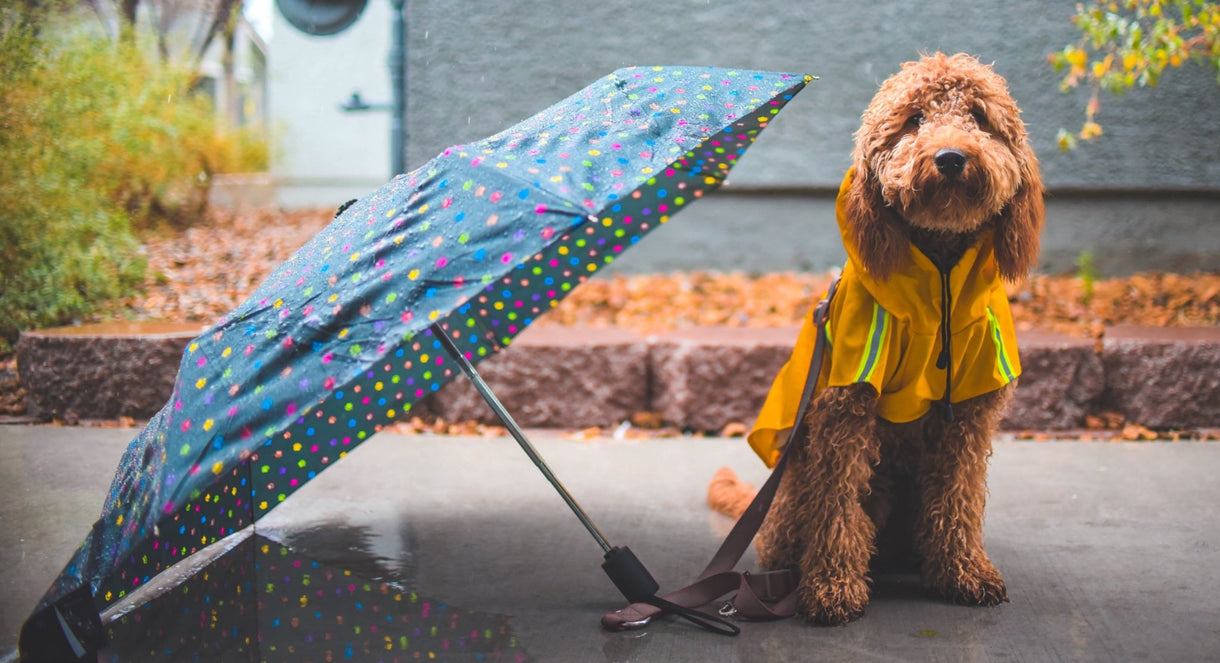 Just as humans do not want to get wet neither do dogs!
