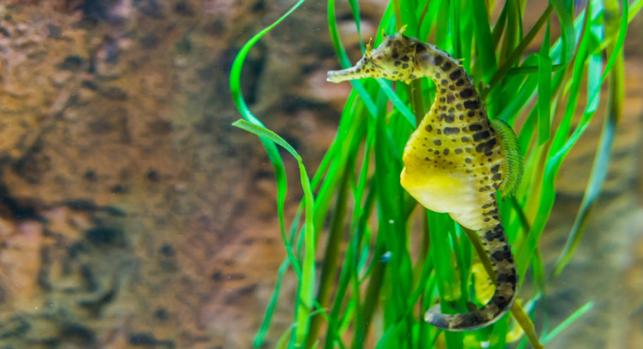 Get to know the Southern Knight Seahorse
