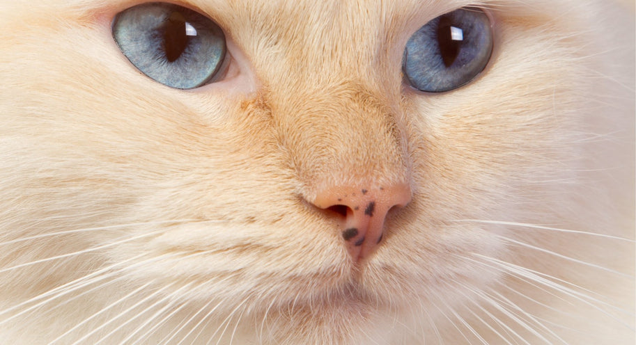 Why cats have whiskers