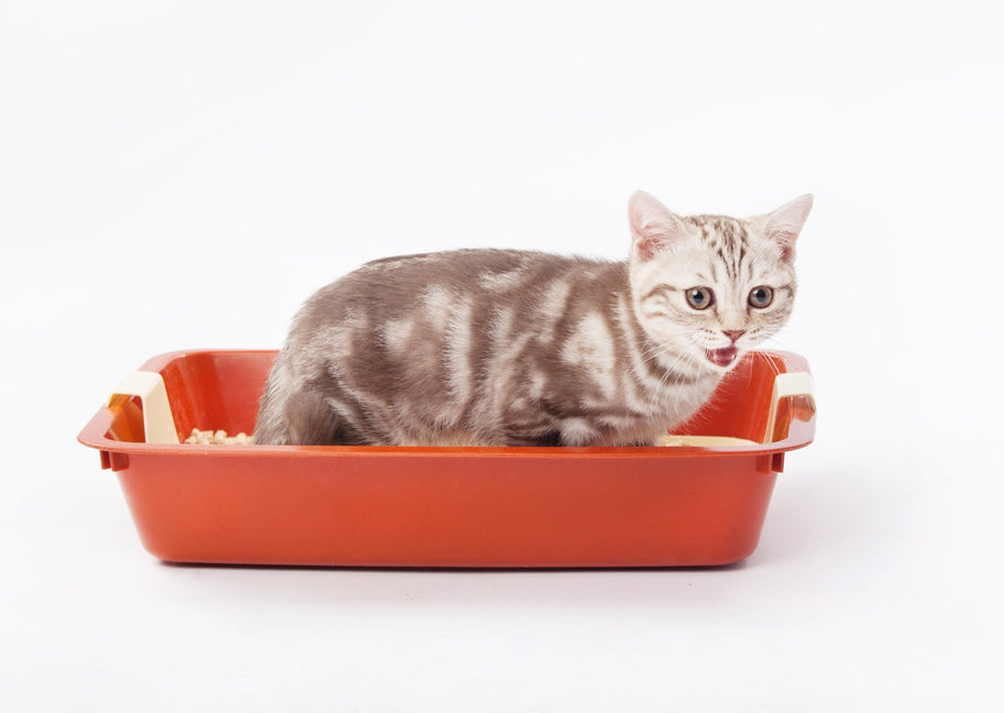 Litter tray woes; Getting it right from the get go!