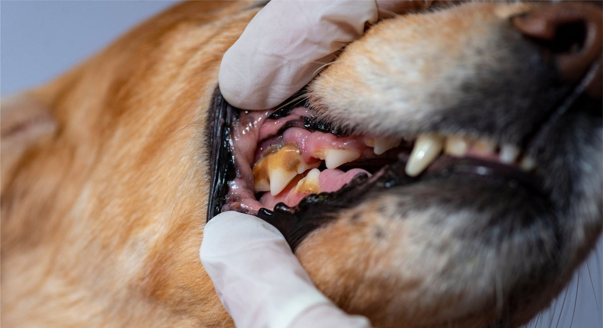 The Reality of Dental Disease in Dogs and Cats