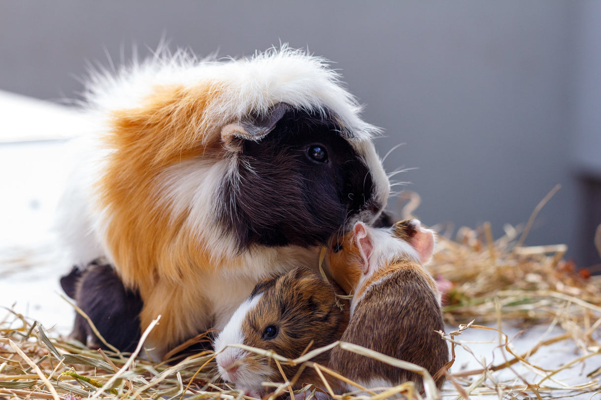 Small Animal Care in Winter: Keeping Rabbits, Guinea Pigs & Other Small Pets Safe and Comfortable