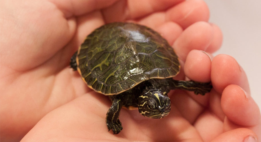 Caring For Your Turtle