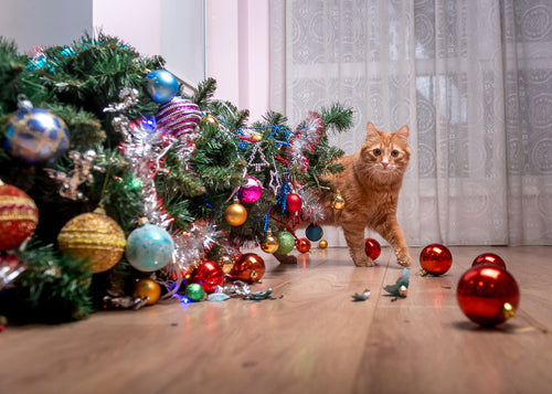 Preparing your pet for the festive season