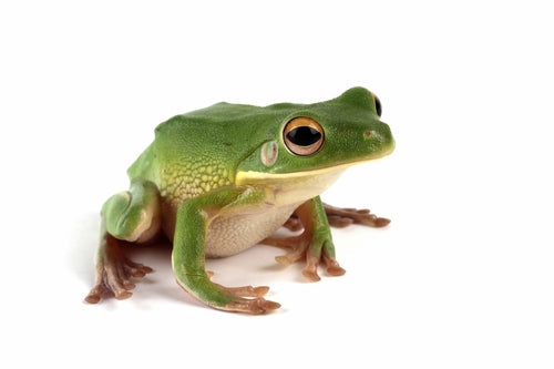 Cold-Blooded in the Cold: The Importance of Reptile Care During Australian Winters