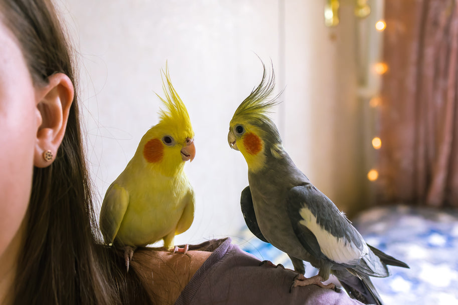 Bird Nutrition Over Winter: Keeping Your Feathered Friends Healthy in the Cold
