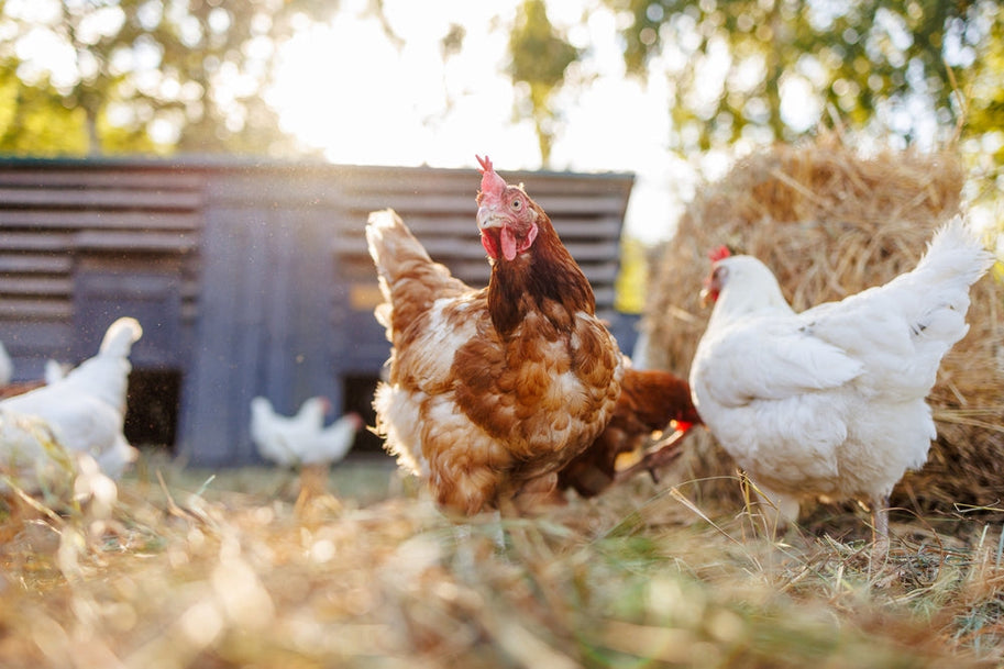 Keeping Chickens Happy, Healthy and Engaged