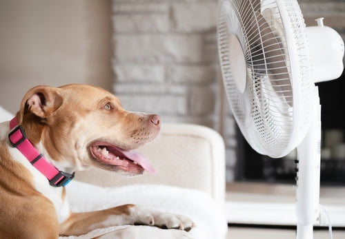 Summer Pet Care: Keeping Dogs and Cats Healthy, Happy, and Cool