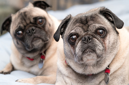 Recognising and Treating Doggy Dementia