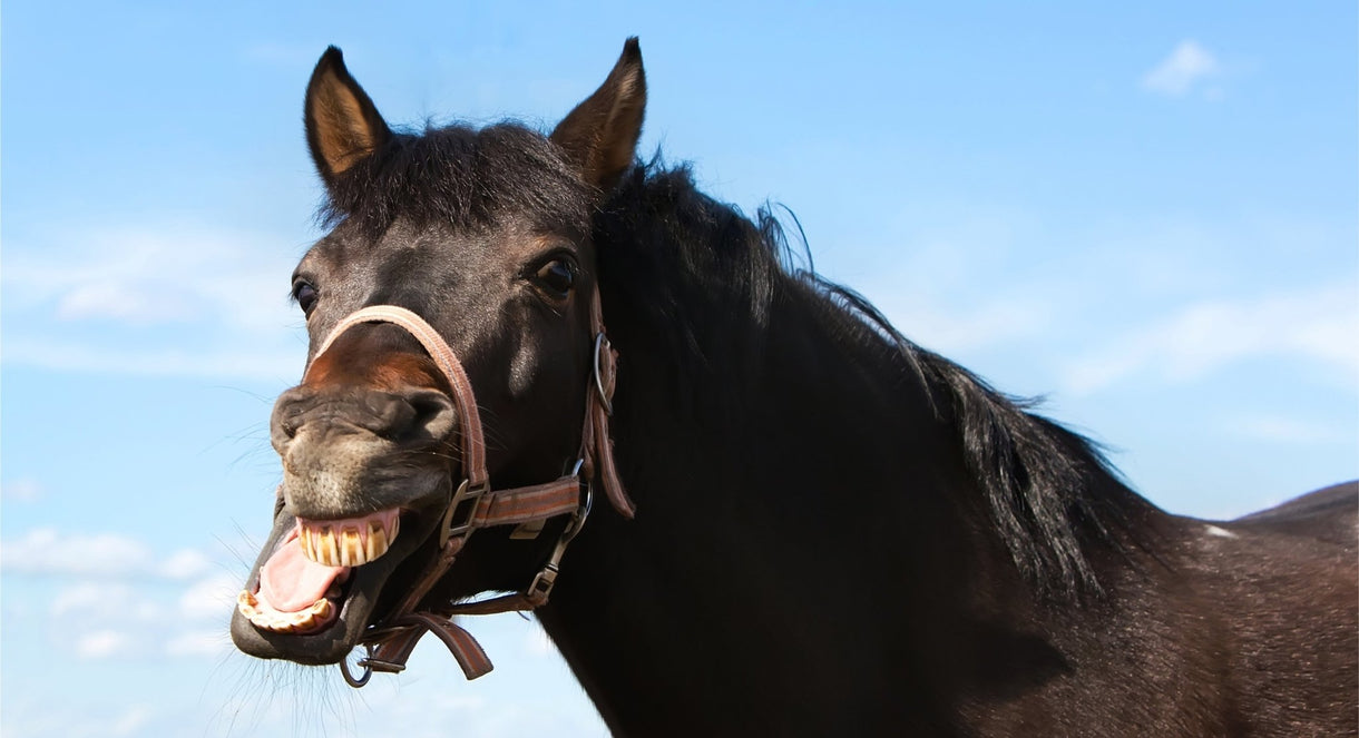 Look in the Horse’s Mouth