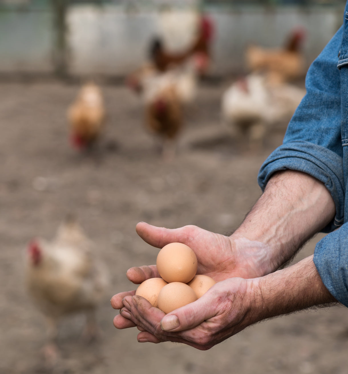 Egg Production and Chicken Care in Winter