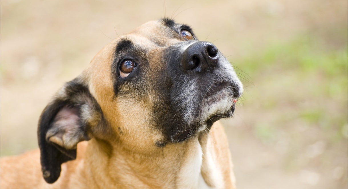 Behavioural solutions for stress and anxiety in our pets