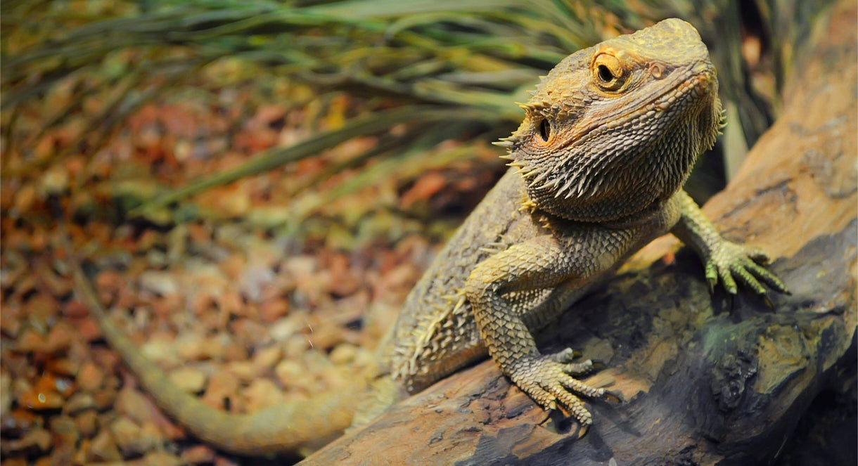 Keeping reptiles cool
