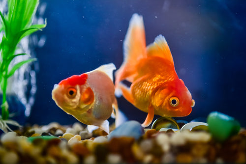 A New Way to Shop For Your Aquarium Fish
