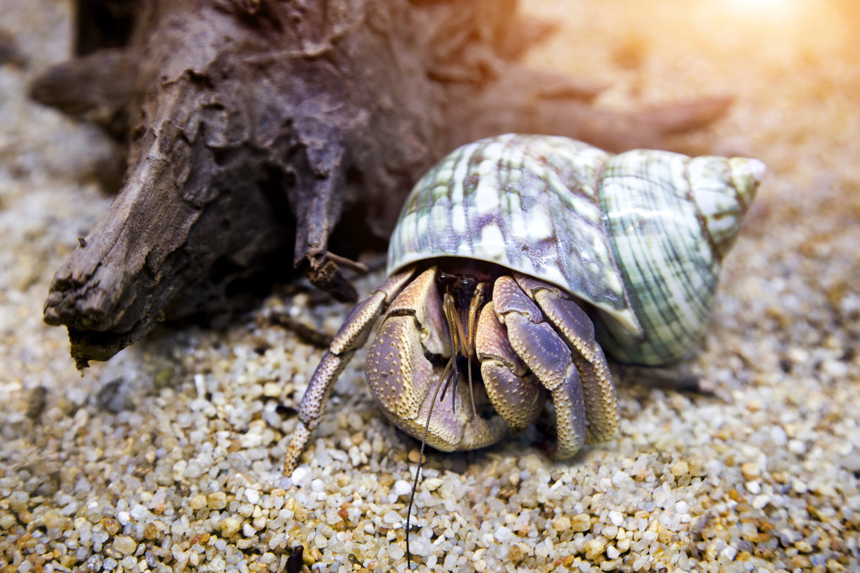 Caring for Hermit Crabs Over Winter: Keeping Tropical Pets Warm and Thriving