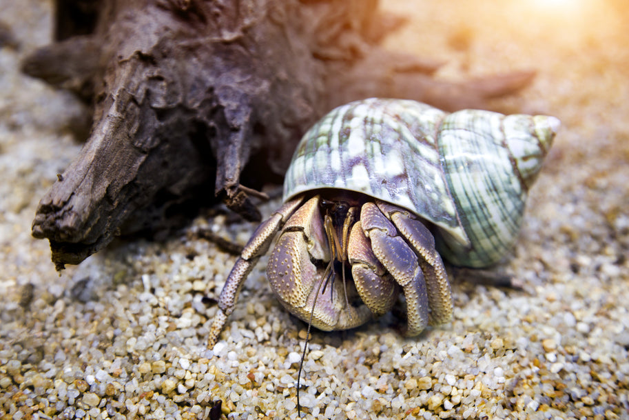 Caring for Hermit Crabs Over Winter: Keeping Tropical Pets Warm and Thriving