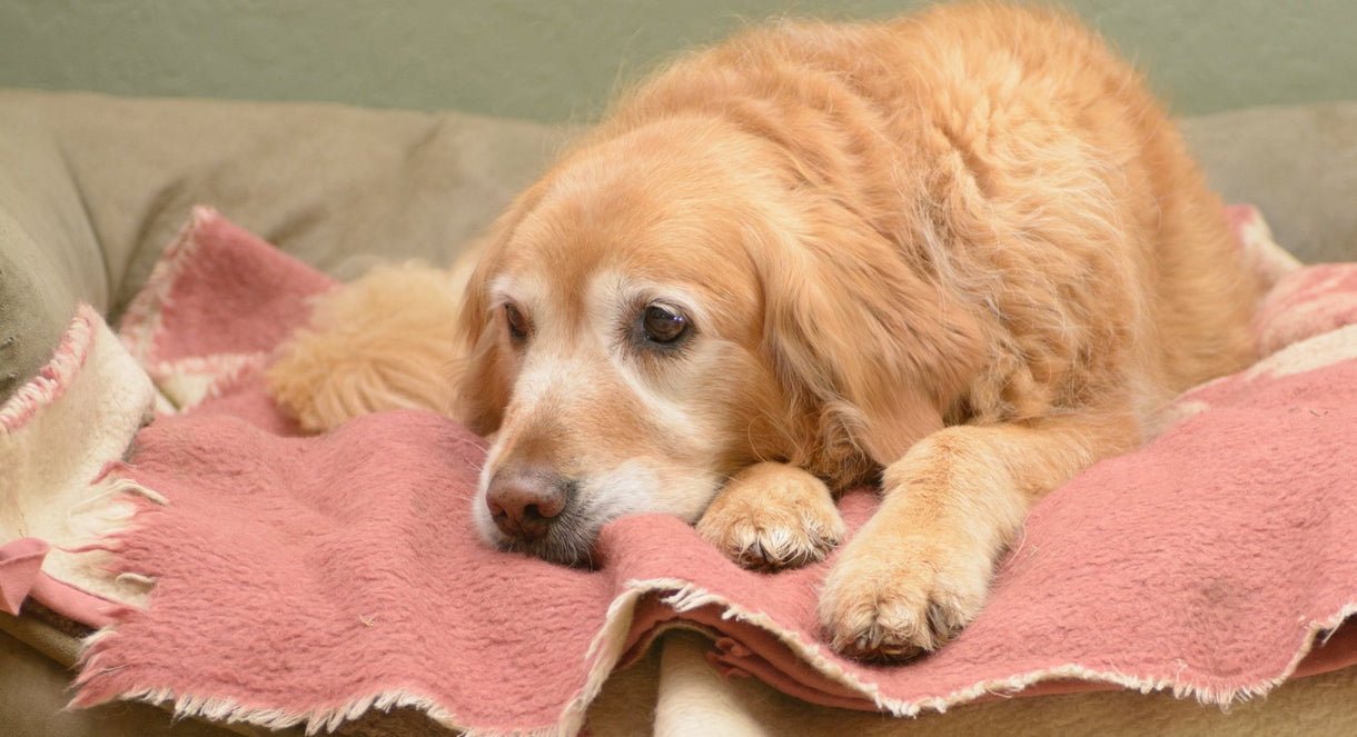 Pet Slowing Down? It Might be Time to Switch Food