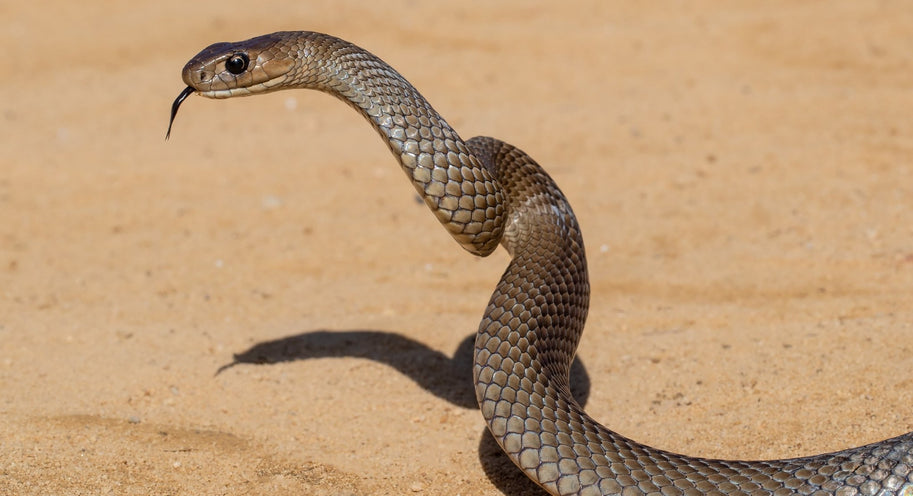 What to look for if you think your pet has been bitten by a snake