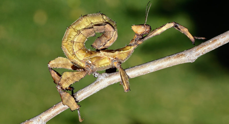 Get to know the Stick Insect